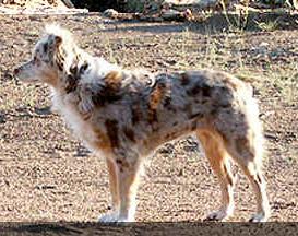 Topnotch Sydney Australia