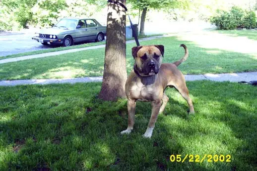 Last Stand's Santana