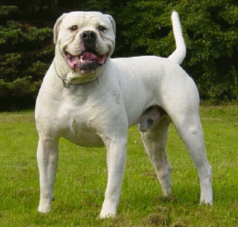 Ostergaard's Bandit