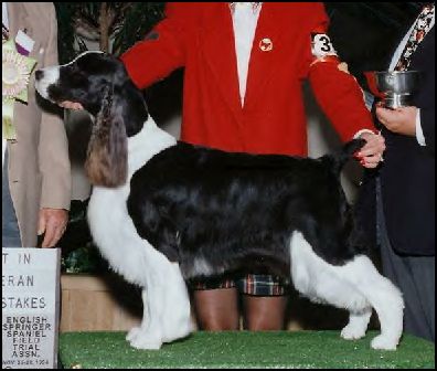 AM/CAN CH Tiffany's Moonlite ESSpecial