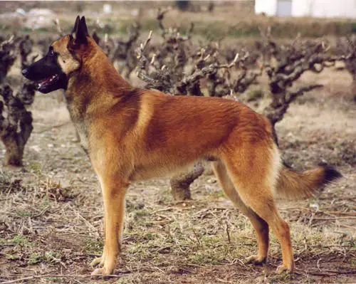 WW¿03,CH-F,NL,LUX,DE Alexandre du Hameau St Blaise