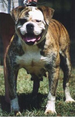 BTK's/Malda's Tazmanian Tiger