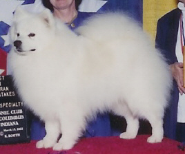 AKC CH/UKC GRCH Pat's Irish Alpine Top Gun