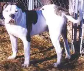 Blue Collar's Gladiator