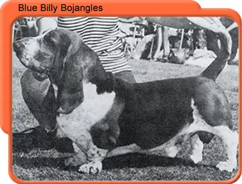 Ch. Blue Billy Bojangles