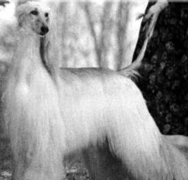 Am Ch Legend the White Doe