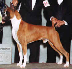 AM CH, SOM Tejelo Reflection of Hunter