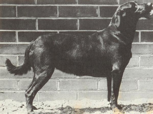 Rupert Daphne
