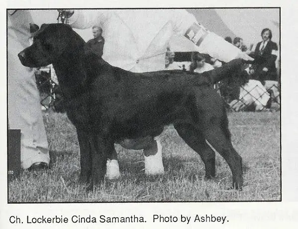 Ch. Lockerbie Cinda Samantha