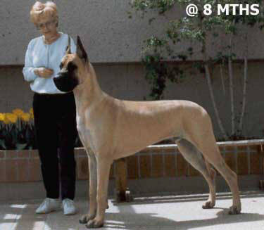 CH (US) Lagarada's Timberline Gold