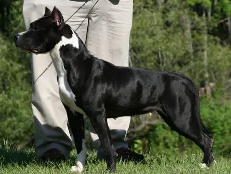 UKC CH Grimes' Sparo Nel Buio