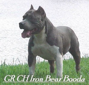 GRCH Iron Bear Booda