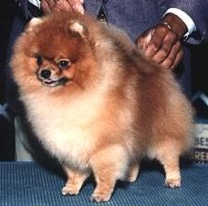 AM CH Jan-Shars Not For Love Or Money