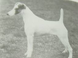 Boreham Belladonna