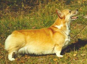 Haywire's Cinnamon
