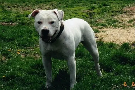 Moose Run's Polar Pig