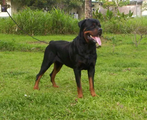 2X RCC. Groff von kams