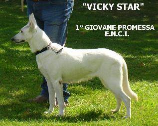 Vicky Star Du Domaine Des Brumes D'Avalon