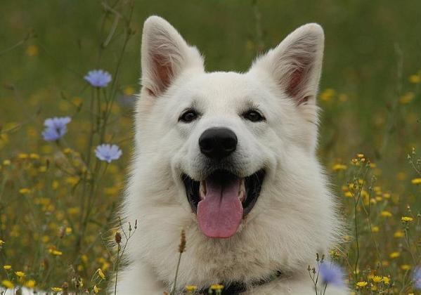 Balu Snow of the white river