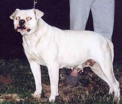 Jackson's Sugar Doll True