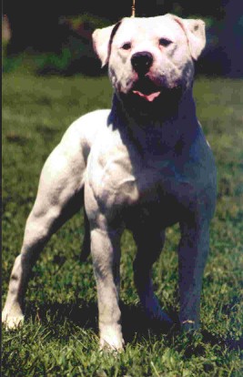 S GR CH Topline's Toro Blanco of Sloan