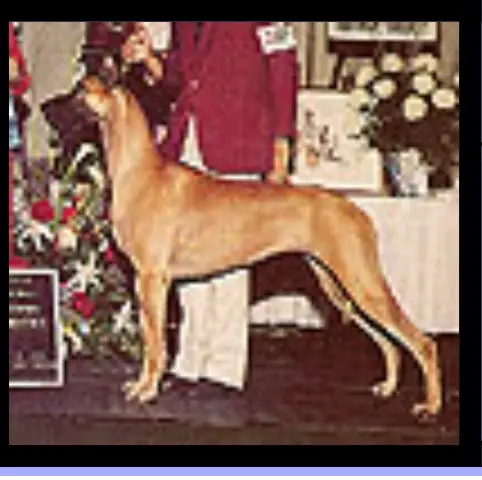 CH Addidas Sumners Eve