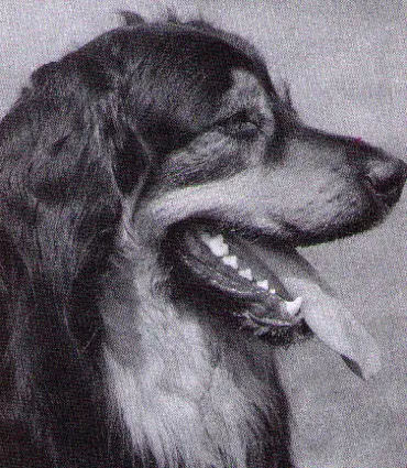 Basko von der Asseburg