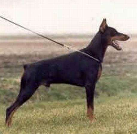 INT'L.VDH.CH Semper-Sciff v. Stevinhage