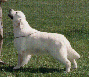 Perrimay Hector