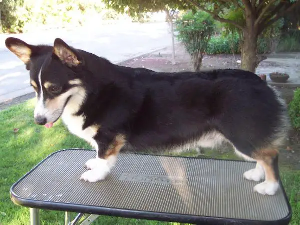 Tamera's The Regulator