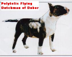 Polytelis Flying Dutchman of Dubor