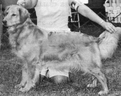 CH Golden Pine Glorybe's Angel