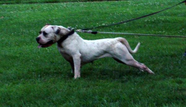 Big Rig's Outrageous One