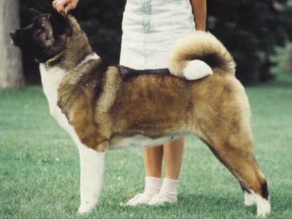 AKC CH Sho-Go's Magic Mink Of Tmbrsky