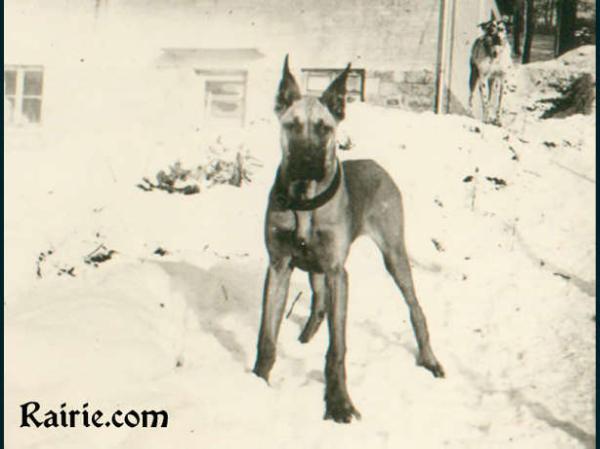 Isabeau vom Schilfkolben