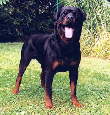 Hoss von Hause Enzian