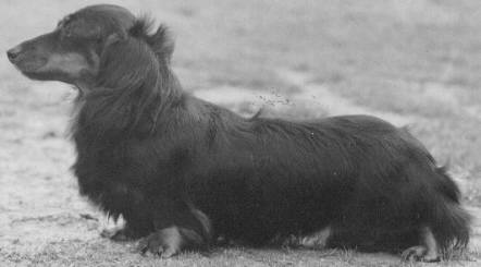 CH Sunara Aristocratic Lady