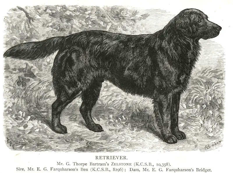 ENG CH Zelstone [Mr. G. Thorpe Bartram's]