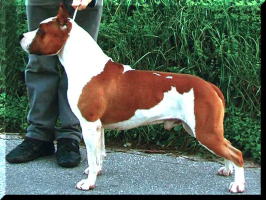 CH Lobo Rowdytown Red Marlboro