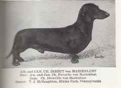 AM/CAN CH Direct vom Marienlust