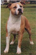 AUST CH Amtex Bald Eagle