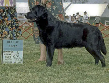 CH Alleghenys Strolling Minstrel