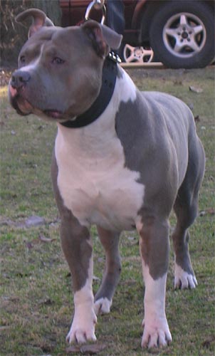 Wizage Boxing Bagheera Blue