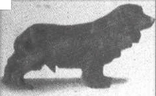 Obo (Cocker Spaniel)