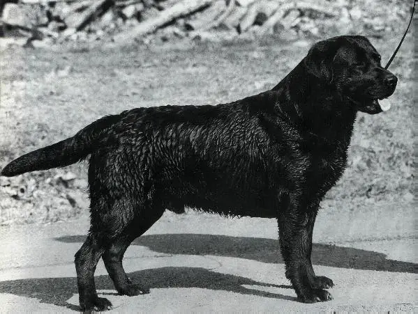 CH Dickendall Mistify