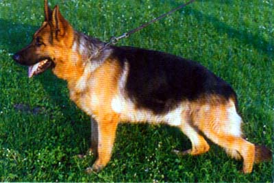 V Asswan vom Stüterberg