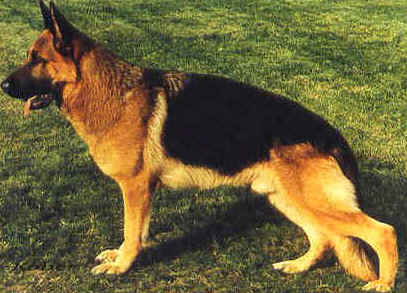 V, CACIB Korado Avax