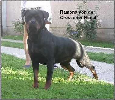 CAC CH Ramona von der Crossener Ranch