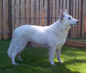 Cira vom Schneeberg (Import Germany)