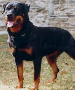 Froni von der Siegbrucke